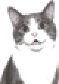 Surprised gray-and-white cat